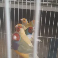 فنچ گلدین دونخوری مکانیزه