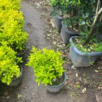 فرپش شمشاد طلایی سطل ده