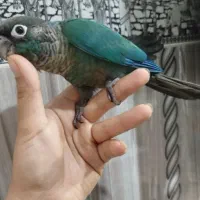 گرینچیک تراکوئیس