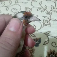 یک عدد سهره نر ۲ماه قفس فقط ۸۰۰تومن