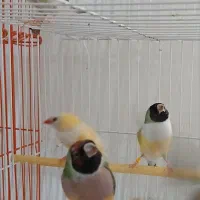 فنچ گلدین|پرنده|نیشابور, شهرک قدس|دیوار