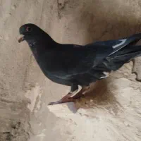 جفت گلی دم سفیدمادش زردبا ماده پلنگ حق|پرنده|رفسنجان, |دیوار