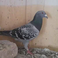 کفتر|پرنده|بم, |دیوار