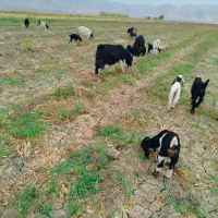 بزا بی بز ابس|حیوانات مزرعه|دره شهر, |دیوار