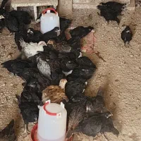 نیمچه مرغ و خروس|حیوانات مزرعه|خرمشهر, |دیوار