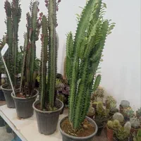 گل وگیاه آرکا نشتیفان فولاد پنجه|گل و گیاه طبیعی|خواف, |دیوار