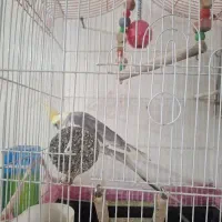 عروس هلندی مولدنروماده حسابی رسیدگی شده