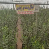 نهال زیتون مرادبکلو