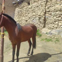 اسب|اسب و تجهیزات اسب‌سواری|مریوان, |دیوار