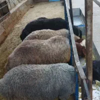 چهار تا میش جوان