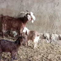 بز دوقلو|حیوانات مزرعه|نیشابور, شهرک رضوی|دیوار