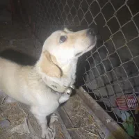 واگذاری توله سگ پیتبول|سگ|ساوه, |دیوار