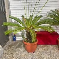 سیکاس ۳۰ ساله یک جفت|گل و گیاه طبیعی|رشت, کوی مهر|دیوار