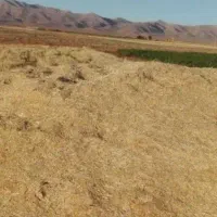 کاه جو - تحویل با نیسان