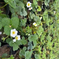 انواع نشا (شیتیل).توت فرنگی. نعناع فلفلی