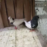 تعدادی کفتر