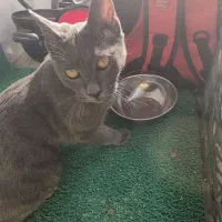 گربه ۸ ماهه
