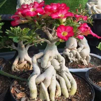 گیاه آدنیوم