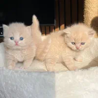 گربه های صورت عروسکی|گربه|چالوس, |دیوار