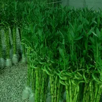 بامبو|گل و گیاه طبیعی|شریفآباد, |دیوار