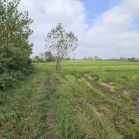 ۲۰۰۰متر زمین کشاورزی کاملا یکدست نزدیک امتیازات|فروش دفتر صنعتی، کشاورزی، تجاری|خمام, |دیوار