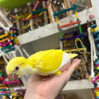 طوطی راهب دون‌خور و سرلاکی