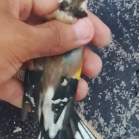 سهره ماده داغسر  عطیقه  گل بلند معاوضه با قفس