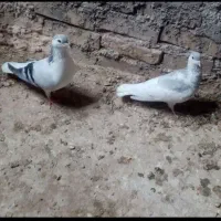 کفتر جوجه کشی|پرنده|چاپشلو, |دیوار