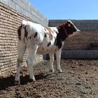 گاو(آبستن) و گوساله (سیمینتال)