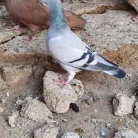 3 تا کفتر پلاکی
