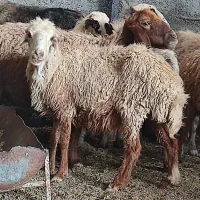 ۱۰،میش آبستن ۲دو قوچ|حیوانات مزرعه|شیراز, زرهی|دیوار