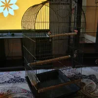 قفس پرنده