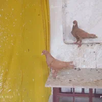 یک جفت زرد کرمونی|پرنده|کاشمر, |دیوار