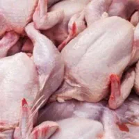 مرغ تلفاتی بابت غذای گربه و سگ