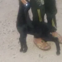 فروش دوتا کهره .نروماده جفت دوقلو