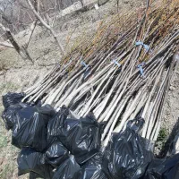 نهال گردو کاغذی ۴ ساله قیمت ۱۲۰ هزار تومان|خدمات باغبانی و درختکاری|صوفیان, |دیوار