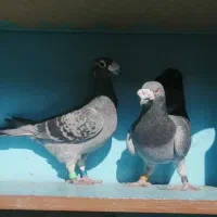 دوبر مسافتی