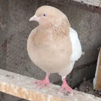 ماده سینه ای کار درست
