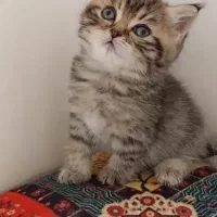 بریتیش|گربه|مشهد, عبادی|دیوار