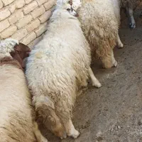 گوسفند|حیوانات مزرعه|کرمانشاه, |دیوار