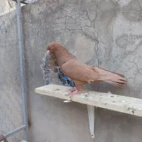 زرد وسرخ کاکلی و بی کاکل