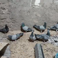 کبوتر پلاکی و طوقی