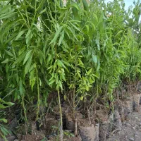 نهال بادام آماده کاشت و مقاوم به انواع بیماری