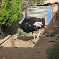 شترمرغ مولد نر ۴سال تخمی وگوشتی|حیوانات مزرعه|کرمان, |دیوار