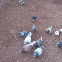 کبوتر|پرنده|میان جلگه, |دیوار