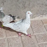 سفیدخالدارنرمست پرنده