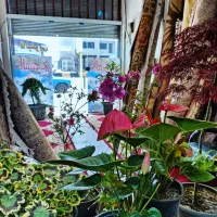 قالیشویی تمام اتوماتیک خزر