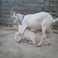 بز سانن شیری|حیوانات مزرعه|ماهنشان, |دیوار