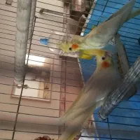 عروس هلندی لوتینو