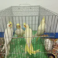 عروس هلندی